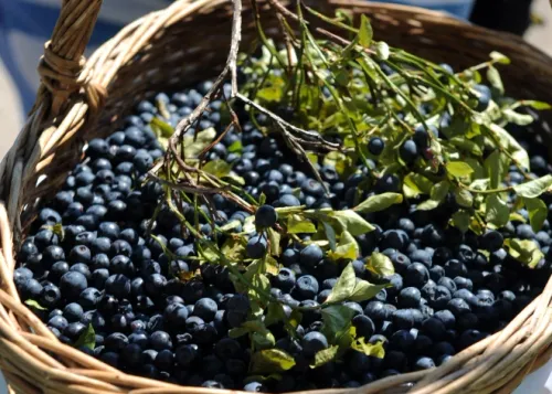 Fresh wild berries in basket