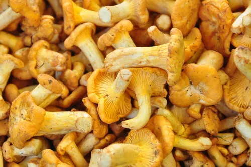 Fresh chanterelle mushrooms