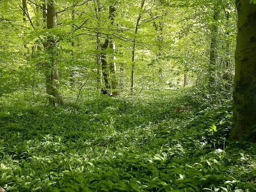 Baltic mixed forests landscape
